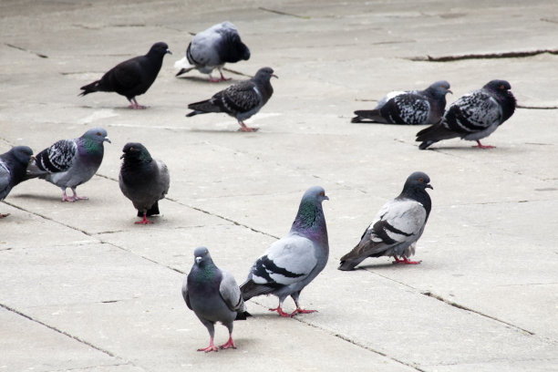 老城区的石头地板上放着鸽子。图片下载