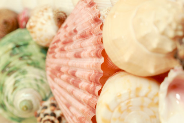 聚焦贝类壳，柔和的光线图片下载