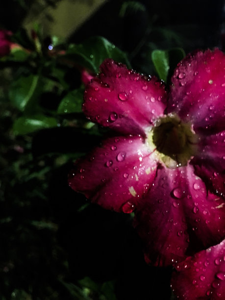 美红花雨图片下载