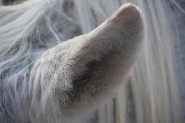 马的耳朵图片下载