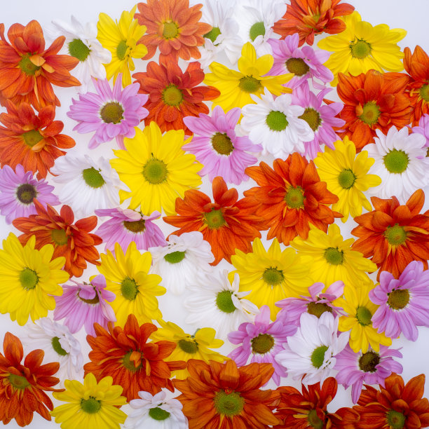 近距离的彩色菊花图片下载