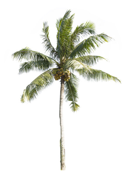 椰子树图片下载