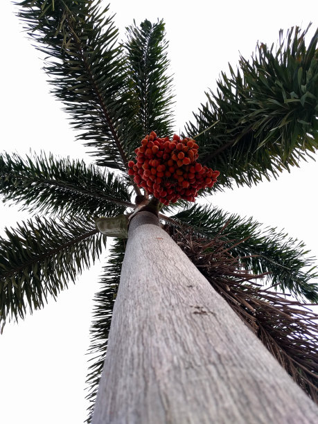 树的自底向上视图图片下载