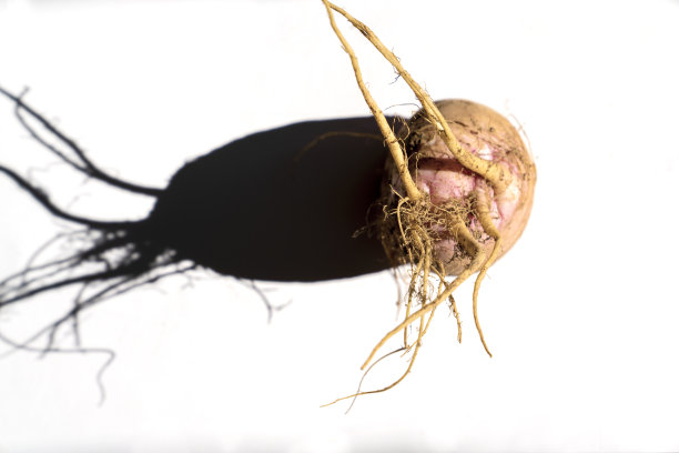 白萝卜底色与根放在桌面上明暗相映图片下载