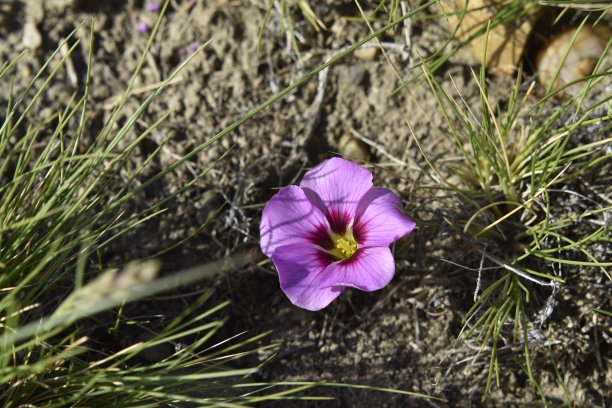 粉红色的国家花图片下载