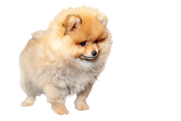 博美犬孤立在白色背景上图片下载