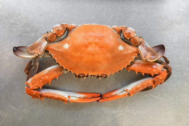 螃蟹静物特写图片下载