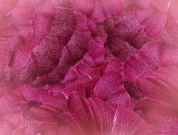 花红粉红色半色调背景。一束粉红色的花瓣。特写镜头。植物的拼贴画。花组成。大自然。图片下载