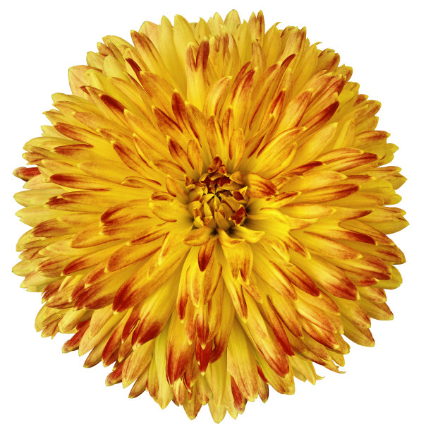 黄红色的花大丽花孤立在白色的背景上。为设计。特写镜头。清晰的焦点。大自然。图片下载