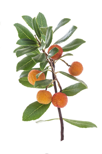 杨梅枝和非常成熟的橙色果实在白色的背景下图片下载