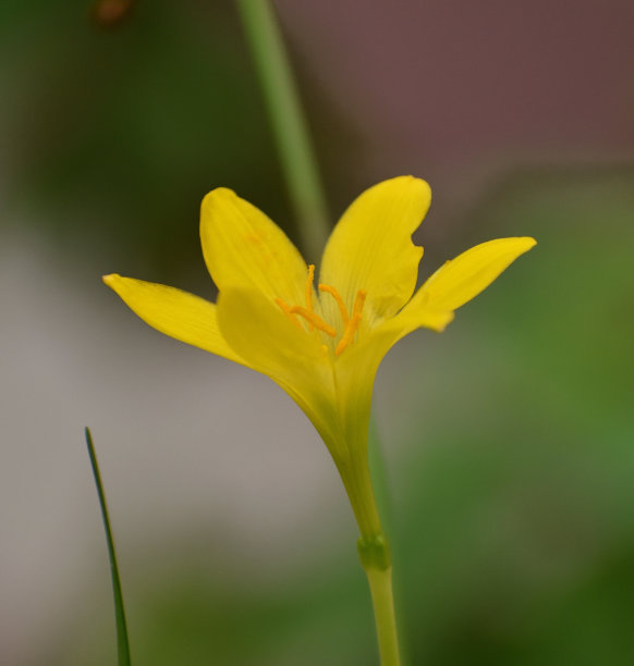 美丽的黄色的花图片下载