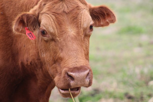 棕色的牛图片下载