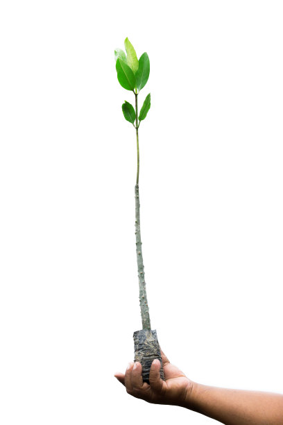 手中有红树林。图片下载