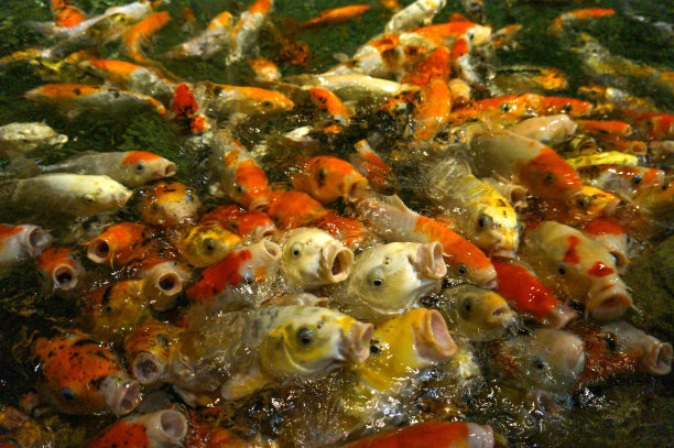 张开嘴巴的滑稽鱼图片下载