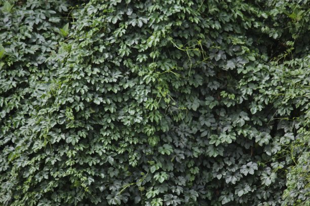 茂密的树叶图片下载