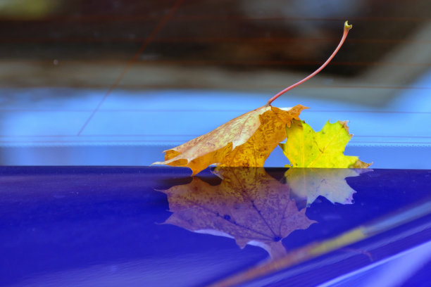 汽车引擎盖挡风玻璃上的两片枫叶图片下载