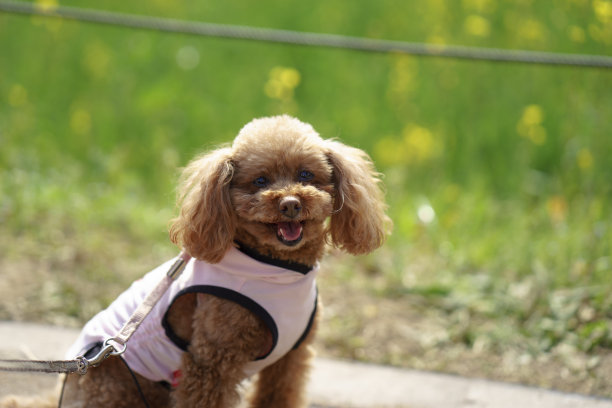 玩具狮子狗出去了图片下载