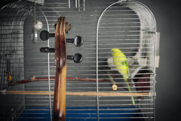 小提琴和鸟图片下载