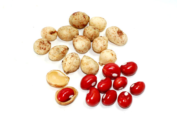 班巴拉花生在白色的背景图片下载