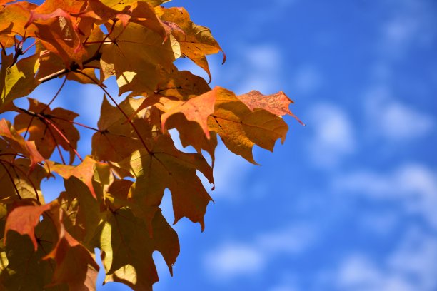 橙色和黄色的树叶映衬着蓝色的多云的天空图片下载