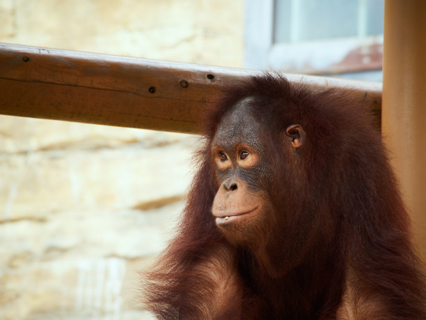 红毛猩猩图片下载