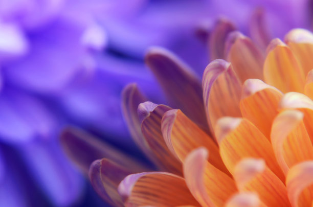 彩色菊花花瓣图案宏观摄影图片下载