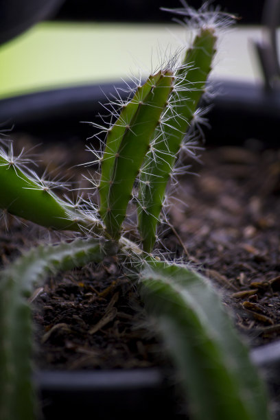 盆中火龙果的幼苗图片下载
