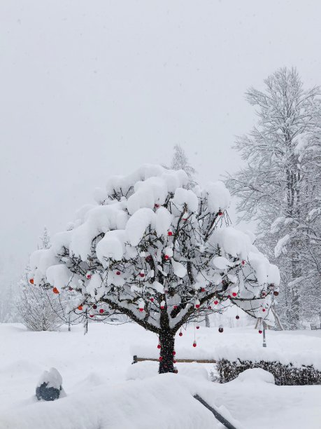 白雪覆盖的冬天和圣诞树图片下载
