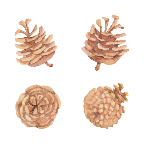 四个成熟的开放的苏格兰松果的水彩画在白色的背景上。图片下载