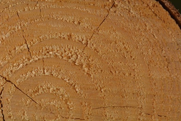 一棵新砍的树的微距照片，显示木材的纹理。木材柔和的暖色和结构的细节。循环模式。图片下载