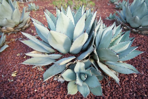 澳大利亚图片下载