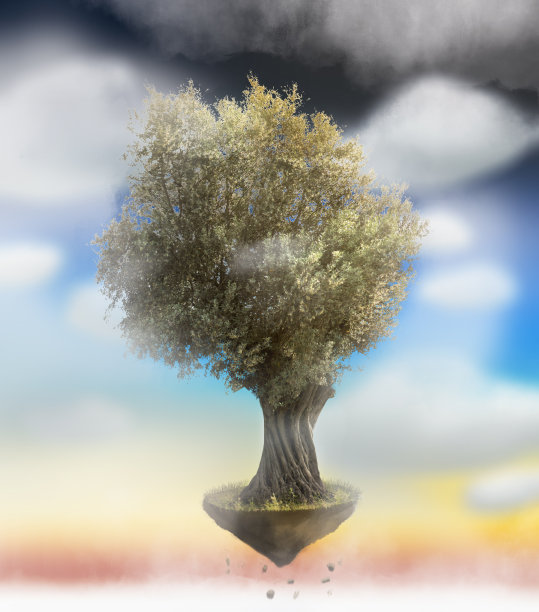 橄榄树孤立在蓝天白云图片下载