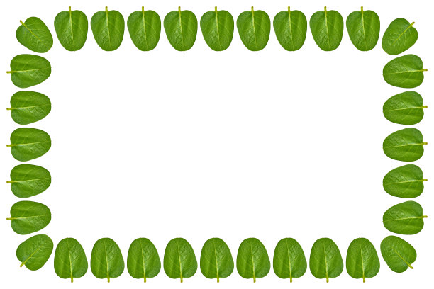绿叶背景，框架和边框，复制空间照片图片下载