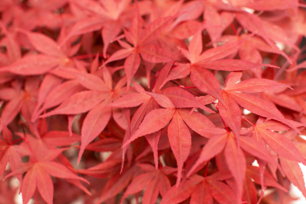 红色日本枫树图片下载