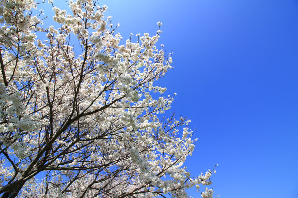 樱花盛开的日本风景图片下载