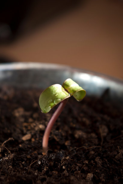 小向日葵图片下载