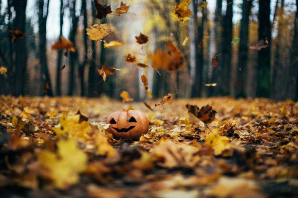 南瓜在落满落叶的公园小路上弯曲图片下载