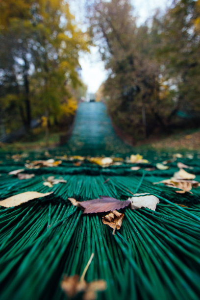 秋天的落叶图片下载