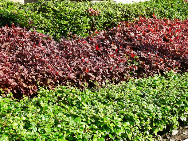 美丽的热带绿色和红色的花园图片下载