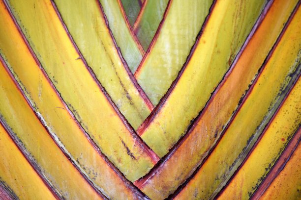 旅行者树干图片下载