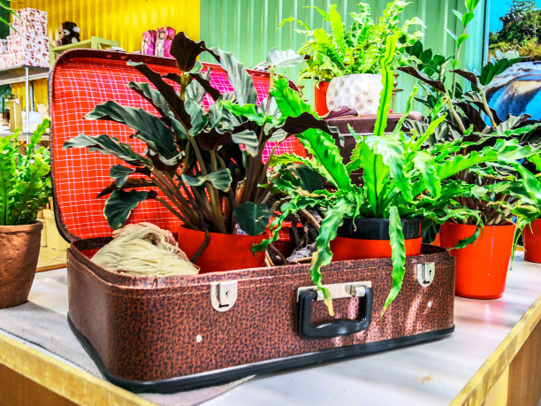 不同的花在花瓶在旧手提箱图片下载