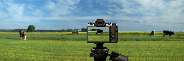 镜头和奶牛在绿色的草地上吃草图片下载