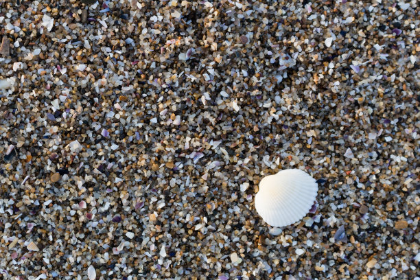 沙滩上的贝壳。夏天的背景。俯视图图片下载