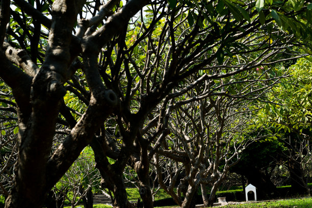 树木成行的小径图片下载