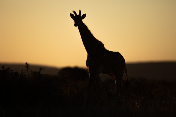 长颈鹿轮廓图片下载