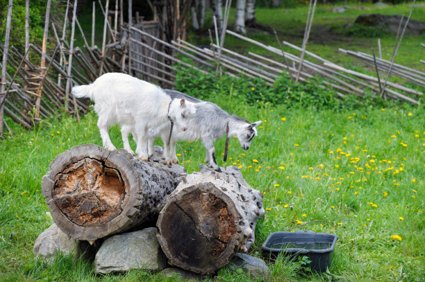 顽皮的小山羊图片下载