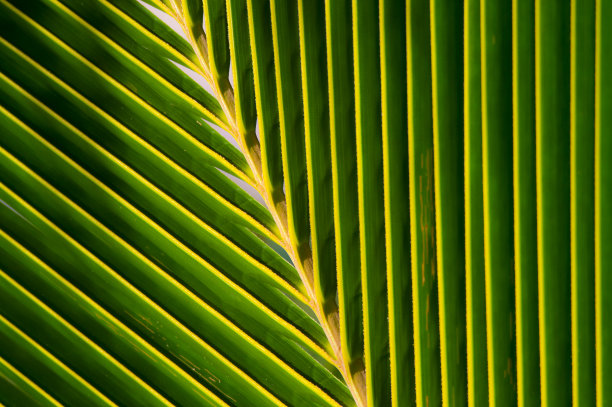 近景棕榈叶，创造了一个自然的模式图片下载