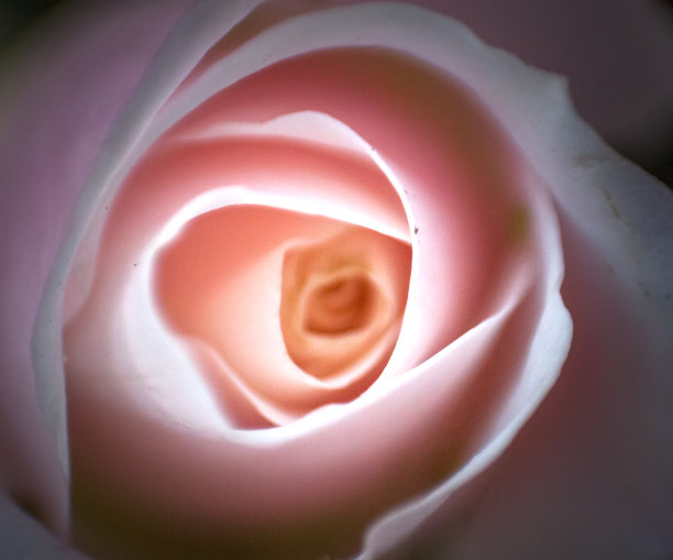 粉红色的玫瑰在宏观上图片下载