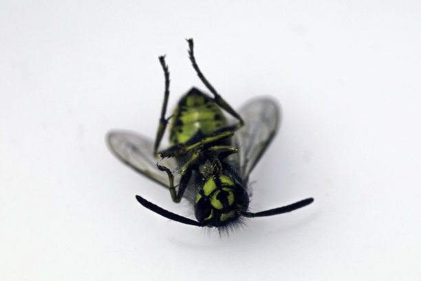 死蜂图片下载