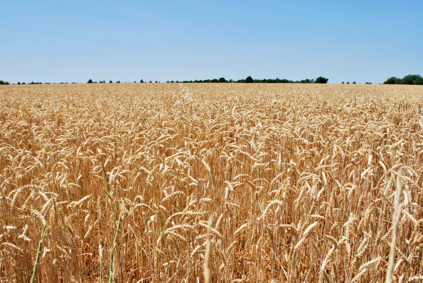 景观在普罗旺斯图片下载